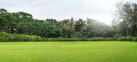 Green field, tree and sky.Great as a background