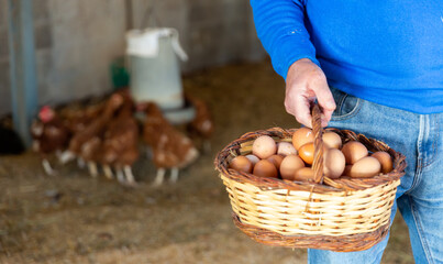 Closeup of wicker basket full of freshly collected chicken eggs in hand of elderly man standing in henhouse..