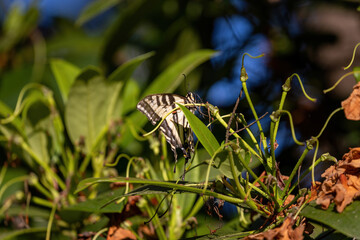 rhododendron with perched common yellow swallowtail butterfly