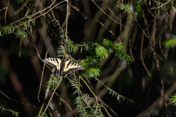pine tree with perched common yellow swallowtail butterfly