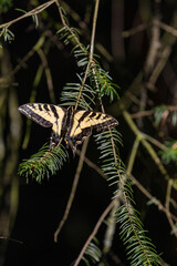 common yellow swallowtail butterfly perched on tree in summer