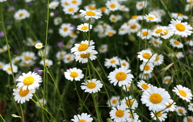 chamomile flowers in a field