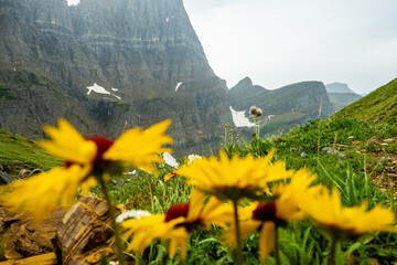 Rocky Cliffs Through Bright Yellow Sunflowers
