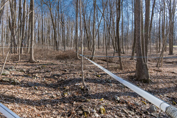 Close up of maple tree tapping in the Spring plastic tubing for collecting sap it flows into a...
