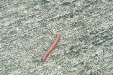 Red millipede on stone floor
