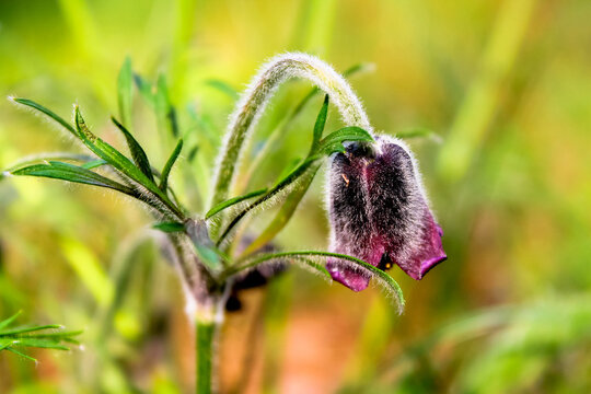 Beautiful little purple spring anemone flower on green natural park, garden, meadow background. Pulsatilla montana. Pasqueflower. Pulsatilla patens, Easter pasqueflower, prairie crocus. Place for text