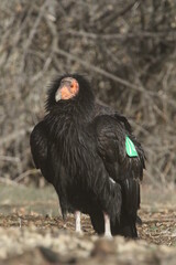 Endangered California Condor