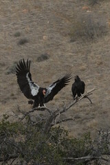 Endangered California Condor