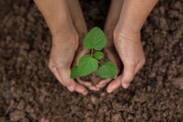 Close up Kid hand and mother planting young plant to black soil top view and grunge style. Soil Planting and Seeding concept.