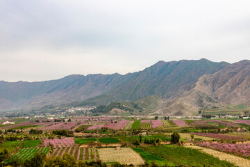 Fototapeta na wymiar A beautiful scenery of peach orchards in swat valley