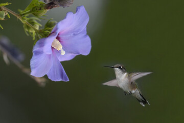 Hummingbirds are birds native to the Americas. They are the smallest of birds, most species measuring 7.5–13 cm (3–5 in) in length.