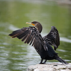 Image of Great Cormorant in nature setting