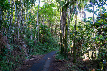 Onomea Bay trail, Big Island of Hawaii, United States