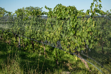 Malbec grapes in the vineyard.