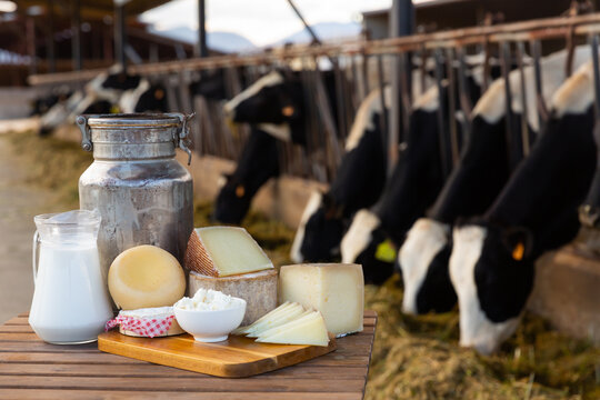 Image of fresh delicious farm dairy production laid out on the table the background with cows