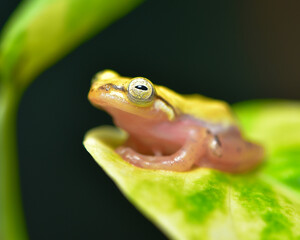 Close up  of mini golden frog, Philautus Vittiger  on a leaf