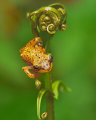 Close up  of mini golden frog, Philautus Vittiger  on fern shoot