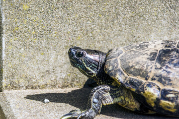 European pond turtle walking on the floor