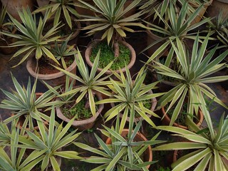 Obraz premium Agave vivipara (Caribbean agave) plants in the garden