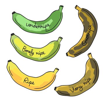 Banana ripeness levels vector illustration