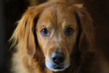 Obraz premium A beautiful Golden Retriever looks intensely at the camera in hopes that the photographer will provide them a treat with backlight brown coat facial portrait