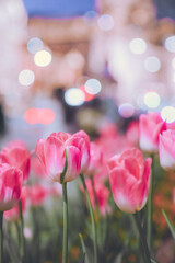 Tulips on the Bund of Shanghai are fantastic at night