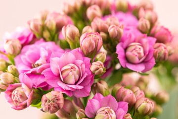 Jonquil with beautiful pink petals