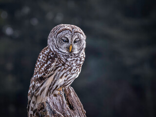 Barred owl perching on an old tree stump