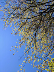 Spring Tree in Bloom