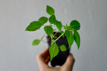 Tomatillo Seedling