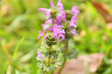 ホトケノザの花