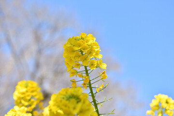 青空と菜の花畑