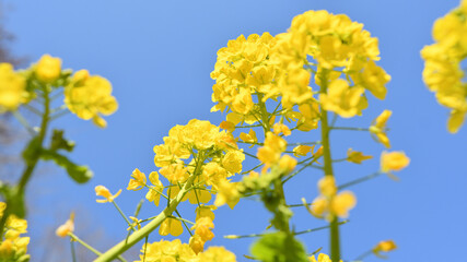 Obraz premium 青空と菜の花畑