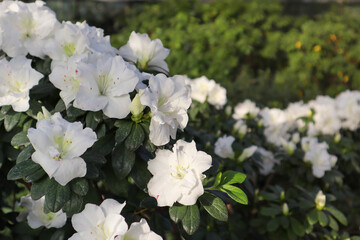 Fototapeta premium Azalea garden in full bloom. White Rhododendron flowers open buds with delicate petals among green foliage in daylight. Flowering bush in spring summer in the botanical garden, park. Floral background