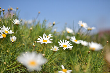 青空とカモミールの花