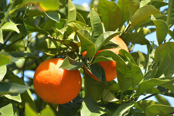 木に生ったみかん