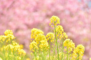 菜の花と河津桜
