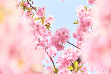 河津桜のクローズアップ