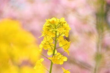 菜の花と河津桜