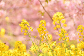 菜の花と河津桜