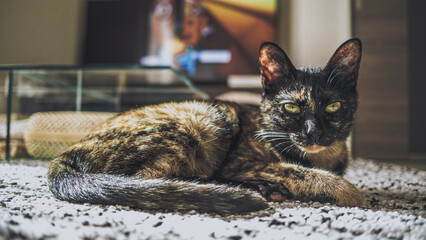 猫の休日（ポートレイト）,Cats' Holiday (portrait)