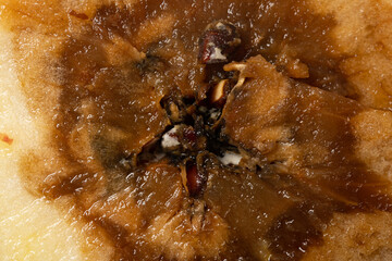 cut out section of an badly rotten apple close up