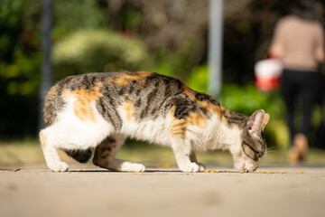 a wild cat eating the food people left over for her