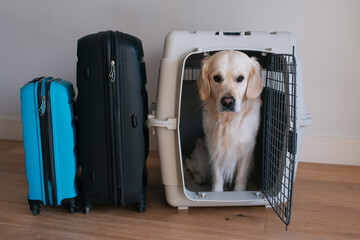 Large dog golden retriever in the airline cargo pet carrier waiting at the airport and owner's luggage in the background