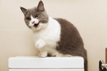 a cute british shorthair cat sitting on top of a water tank of a commode with the mouth opened