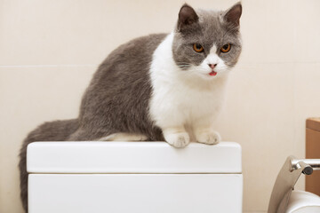 a cute british shorthair cat sitting on top of a water tank of a commode