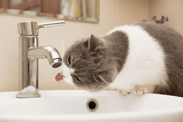 a british short hair cat drinking from a water tap