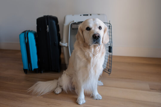 Large dog golden retriever near the airline cargo pet carrier and owner's luggage in the background