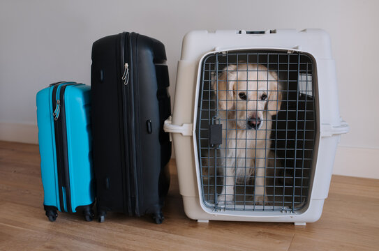 Large dog golden retriever in the airline cargo pet carrier waiting at the airport and owner's luggage in the background