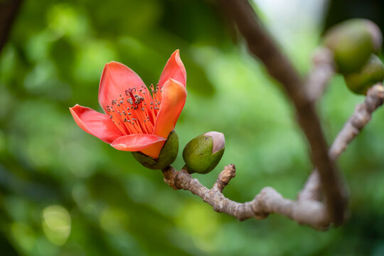blooming Bombax ceiba or red cotton close up